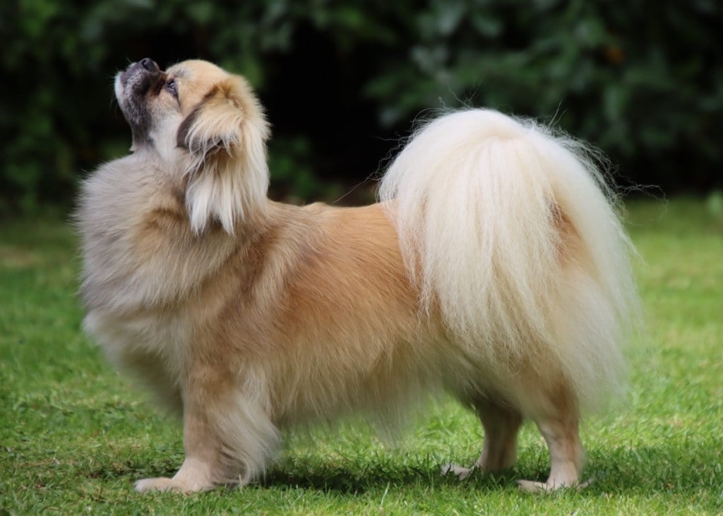 profile of tan tibetan spaniel standing on grass