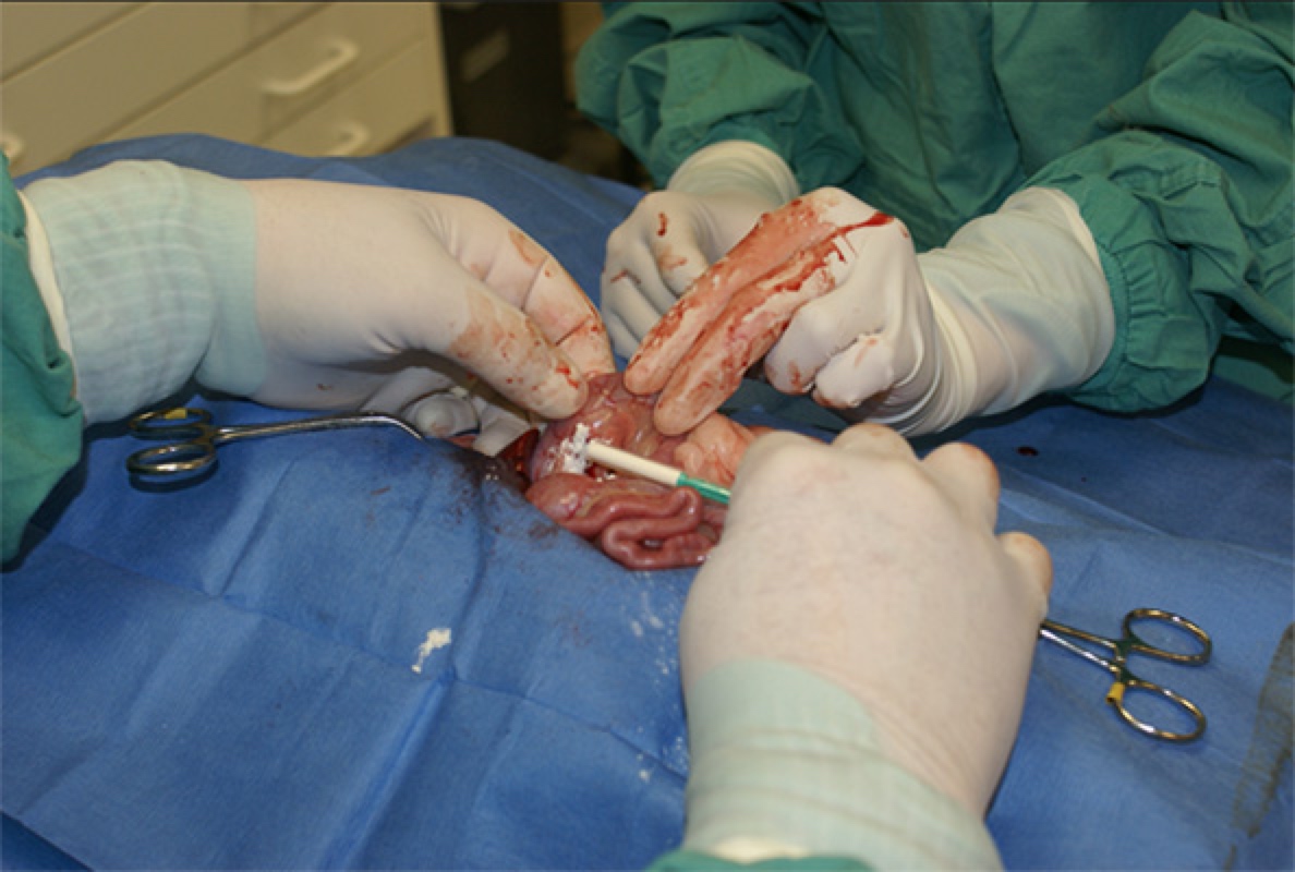 pancreatitis biopsy surgery Pancreatic biopsy in dogs showing pancreatitis